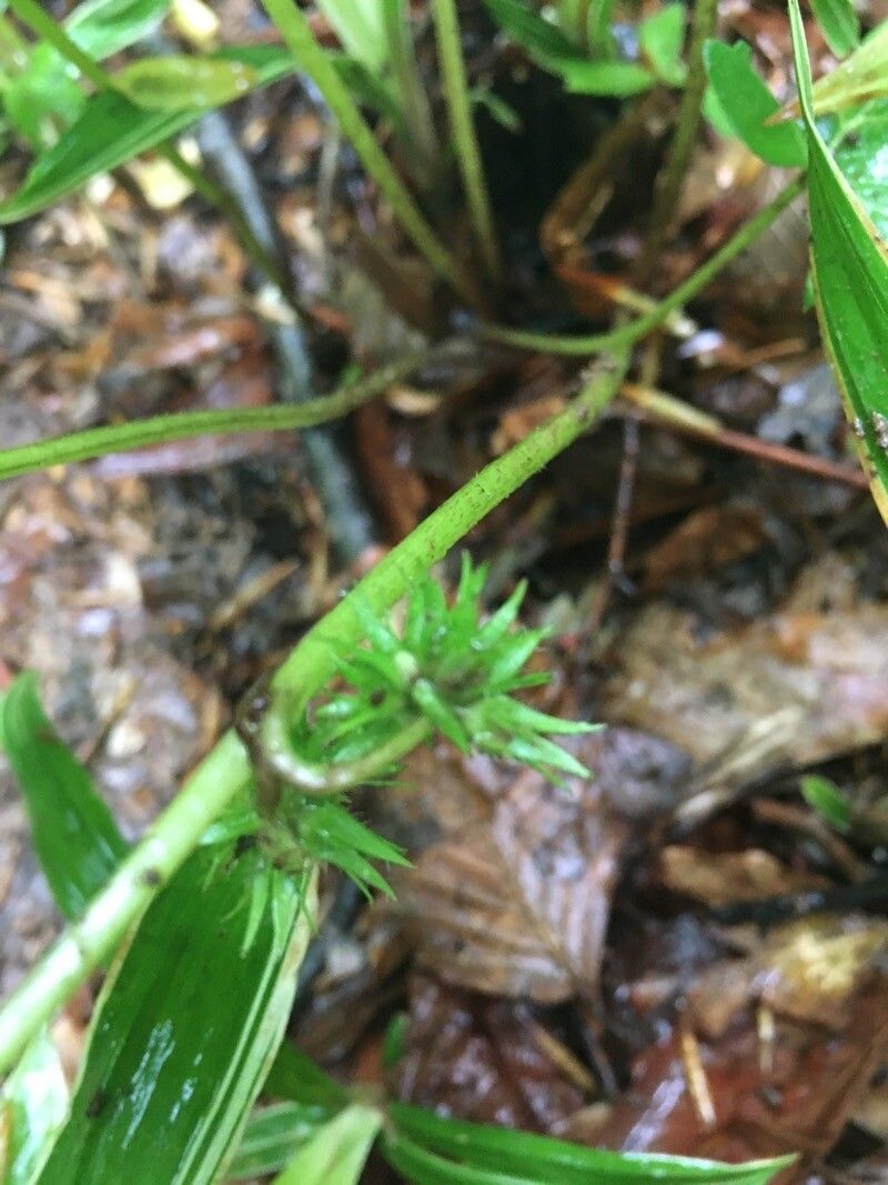 Hydrophyllum canadense flower