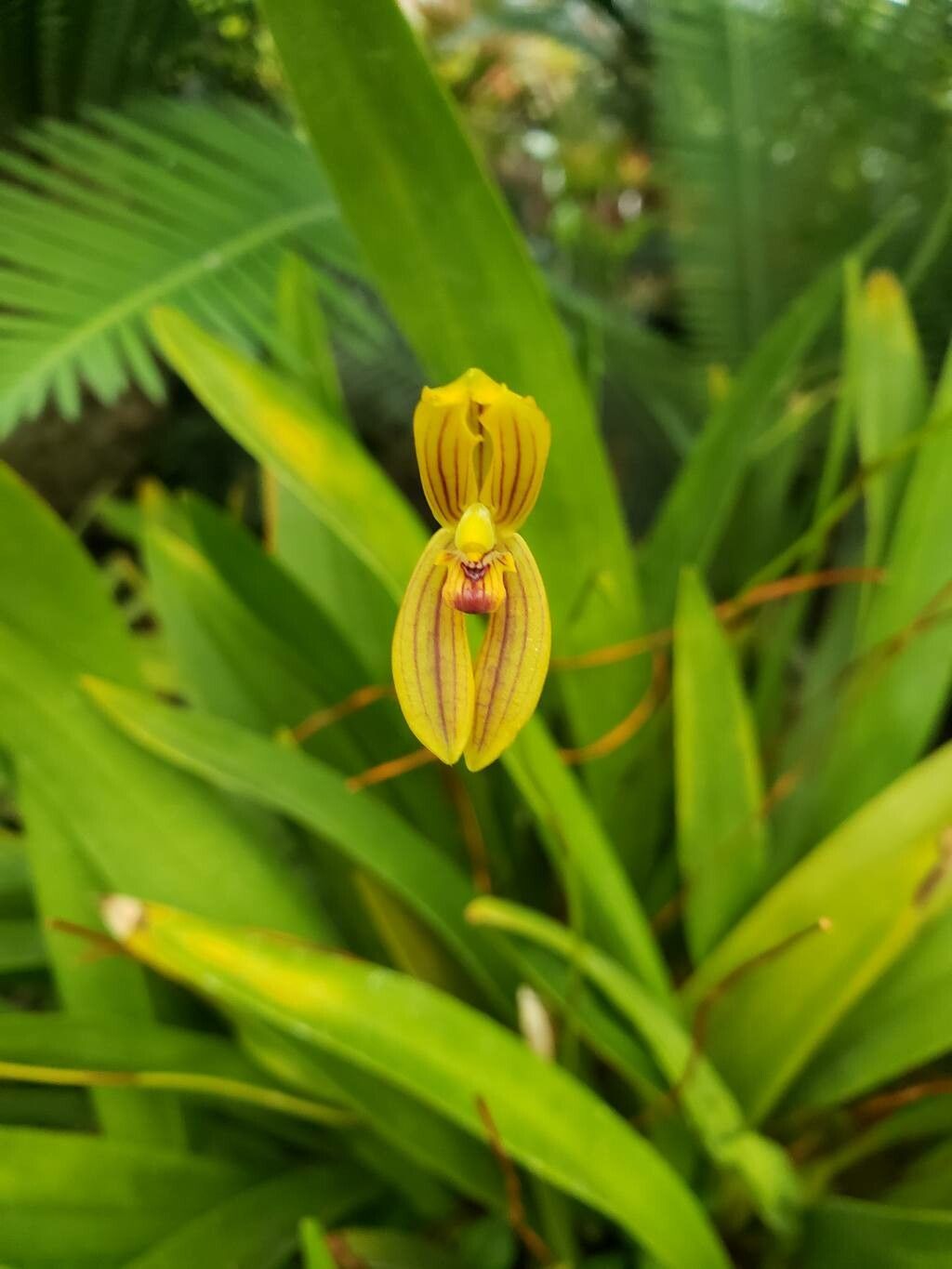 Maxillaria lineolata flower