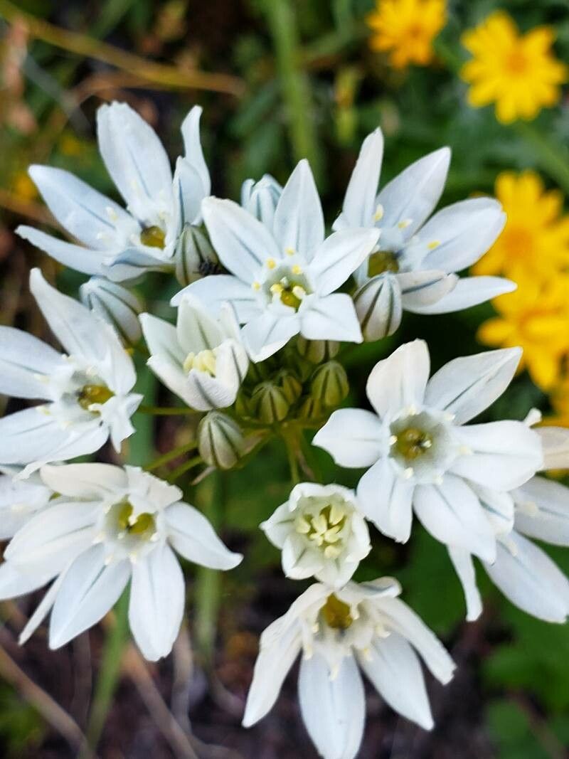 Triteleia hyacinthina flower