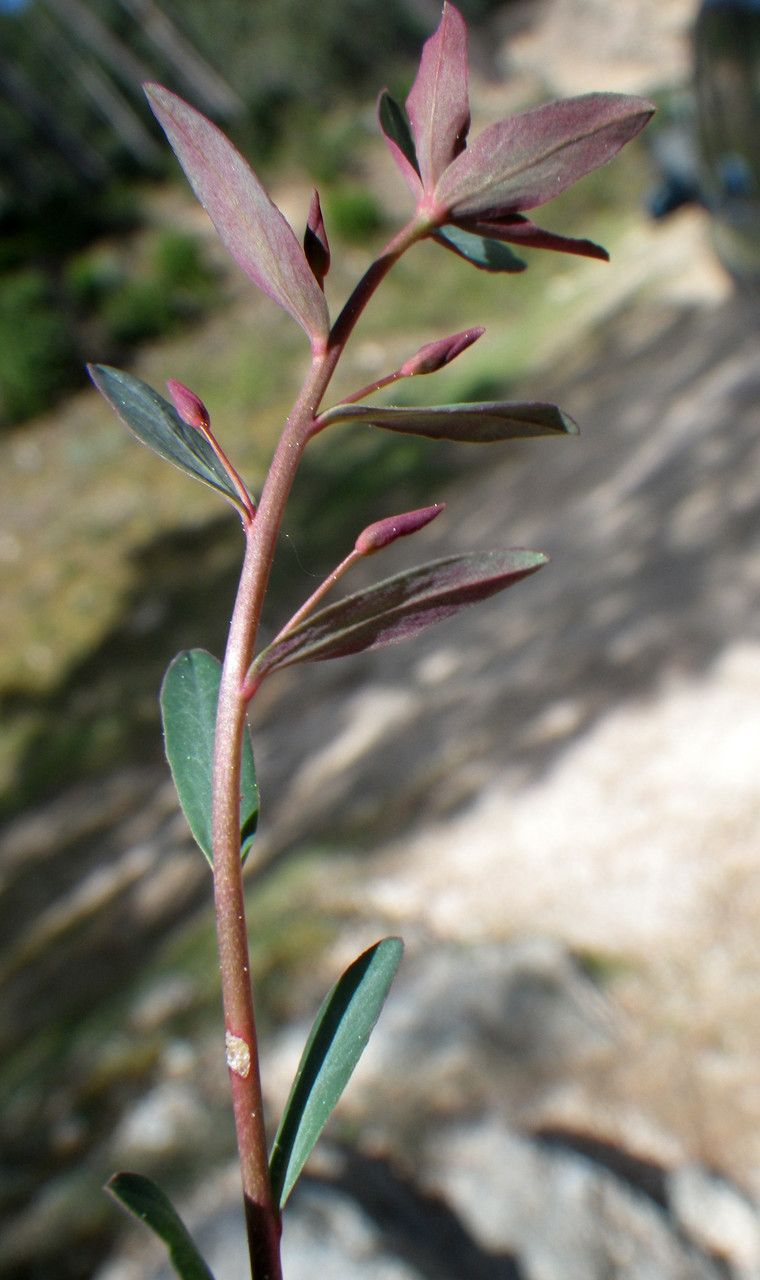 Euphorbia gayi habit