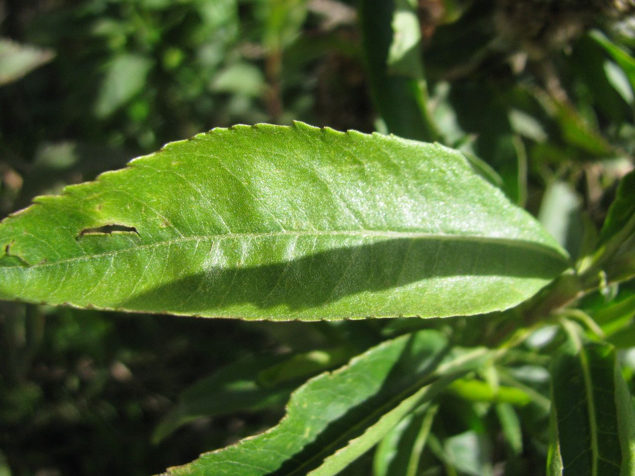 Baccharis pentlandii — search result for 'Baccharis'