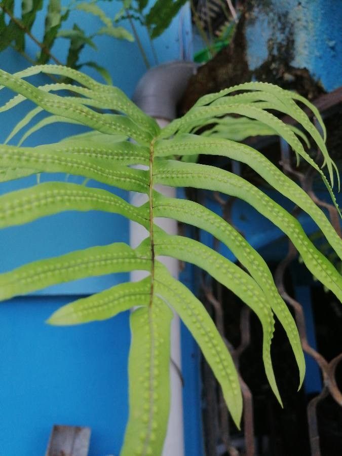 Serpocaulon maritimum — search result for 'Serpocaulon'