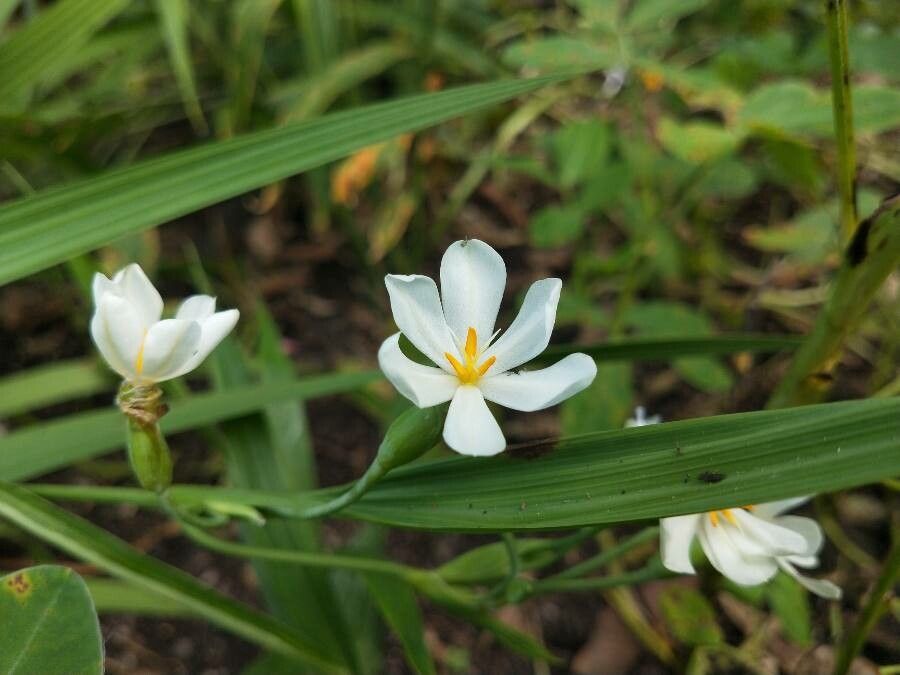 Eleutherine bulbosa flower