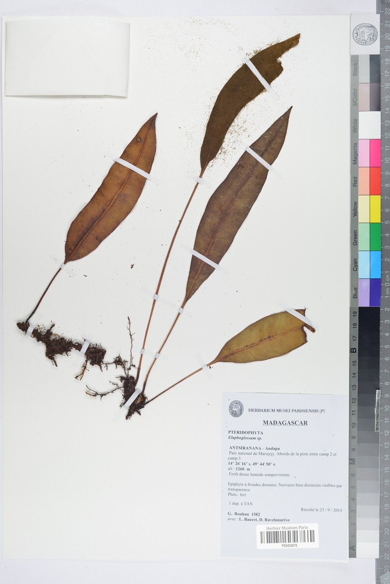 Elaphoglossum prominentinervulum — houseplant care guide