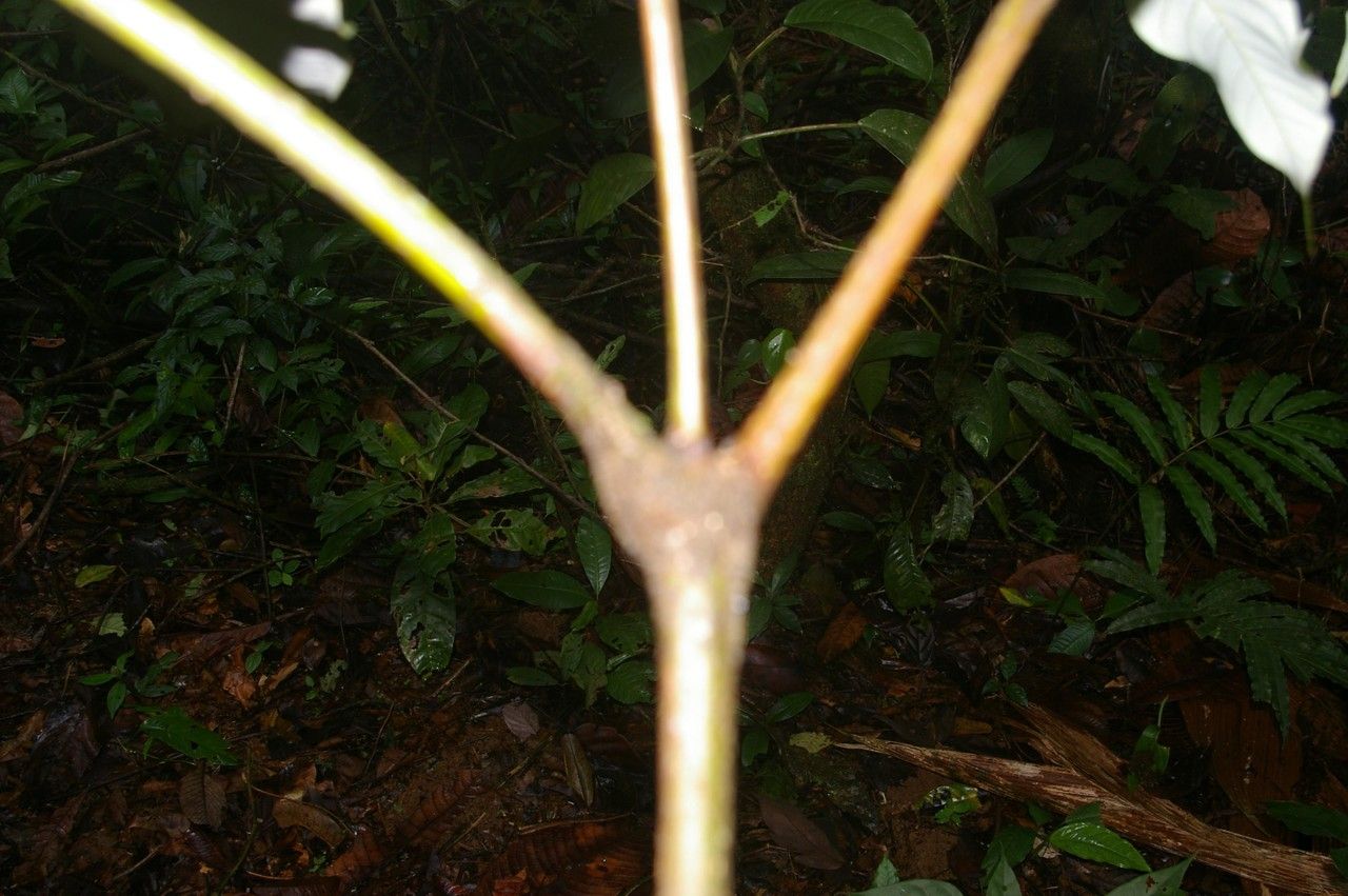 Xylopia sericea bark