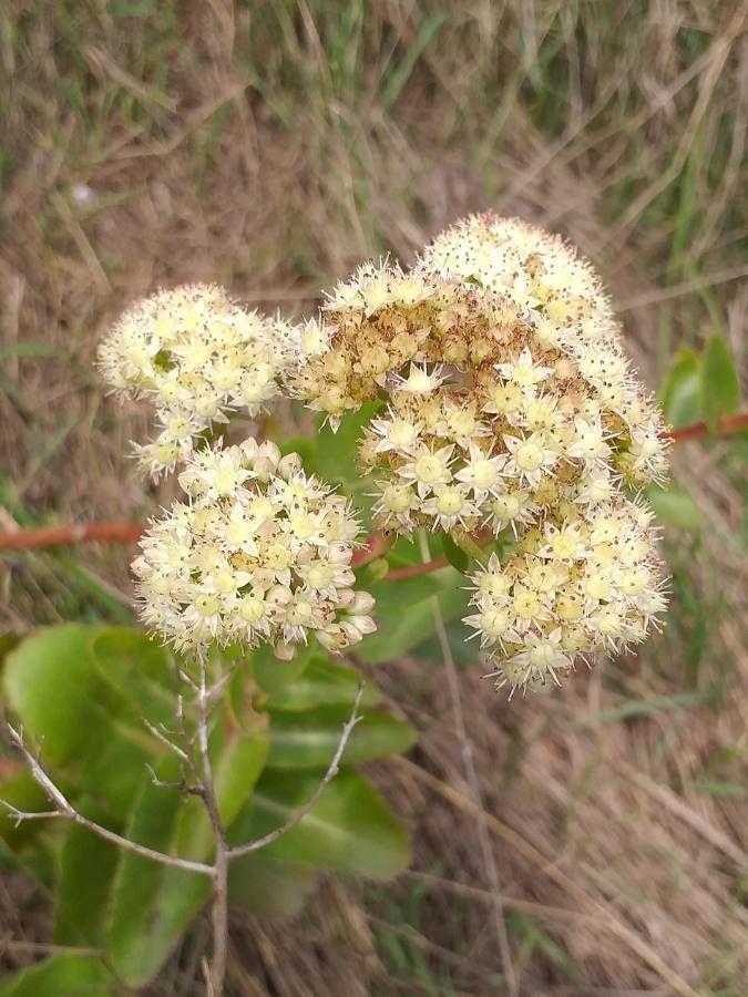 Hylotelephium maximum flower