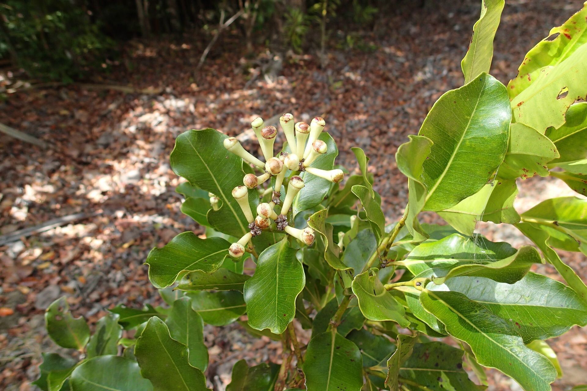 Syzygium balansae fruit