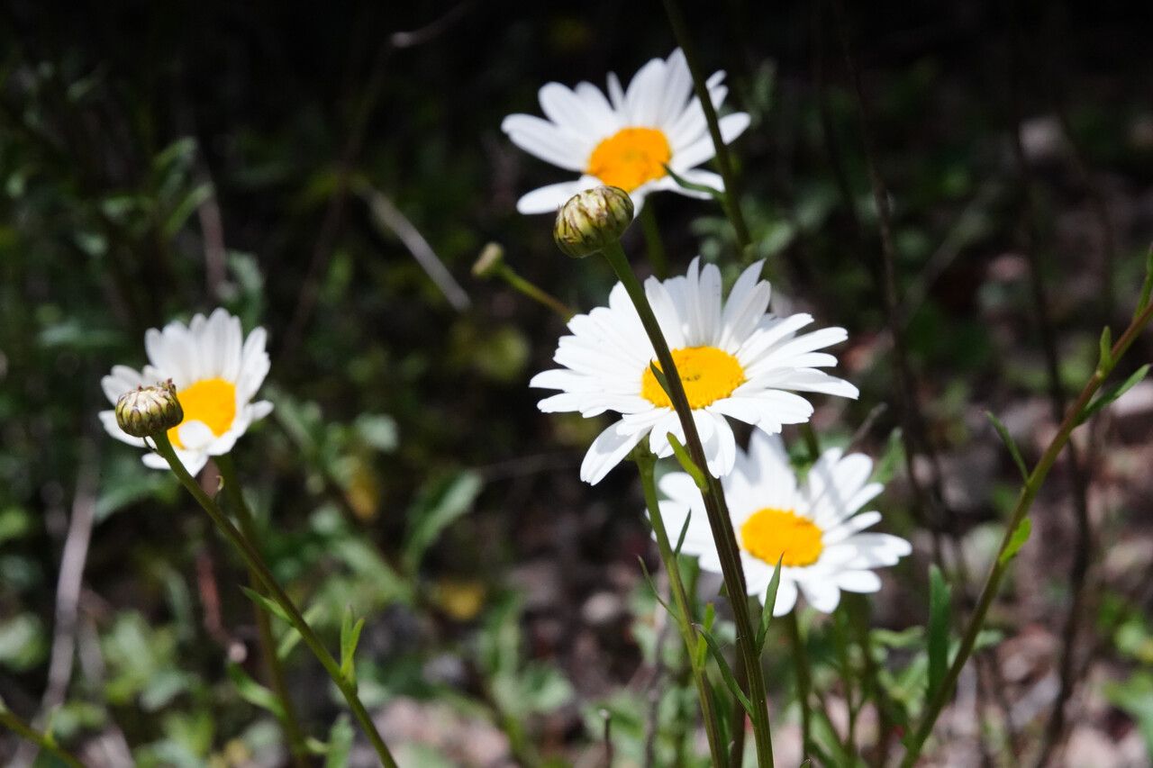 Leucanthemum subglaucum flower