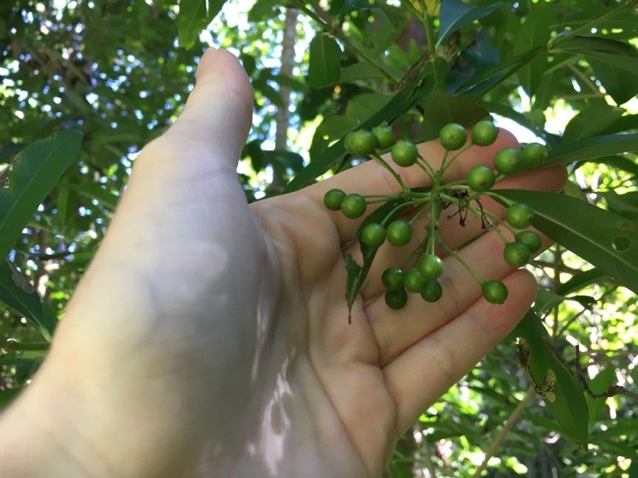 Pavetta opulina fruit