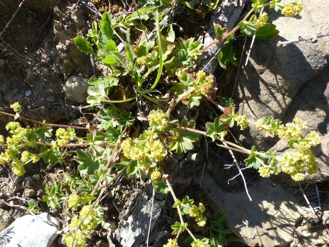 Alchemilla acutiloba habit