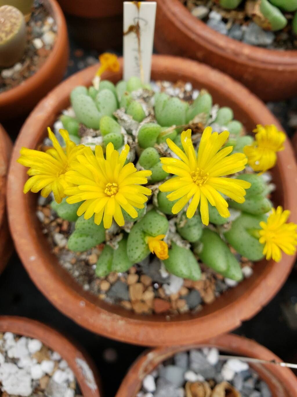 Conophytum tantillum flower