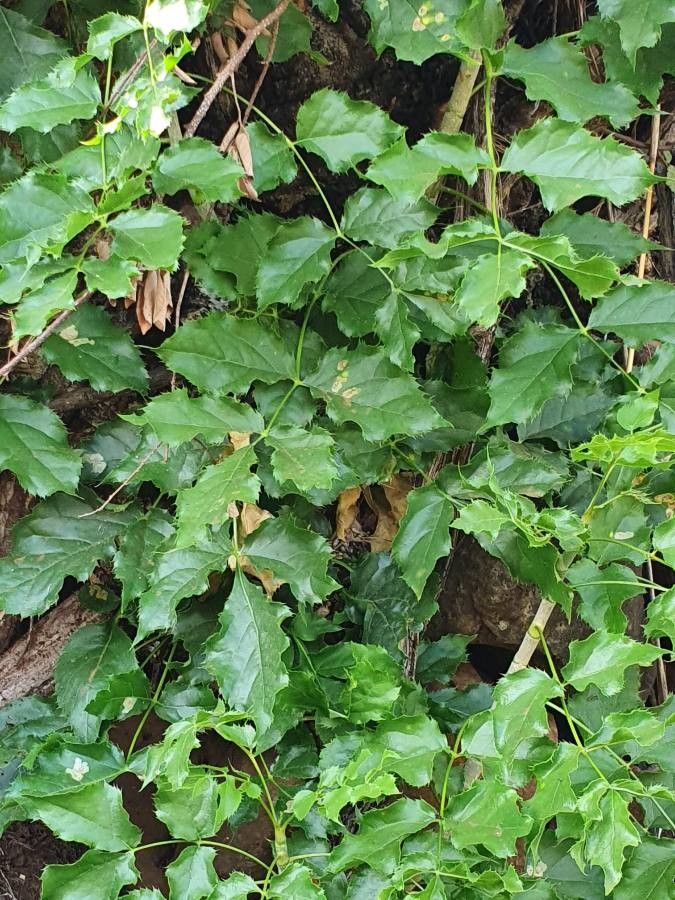 Steganotaenia araliacea leaf