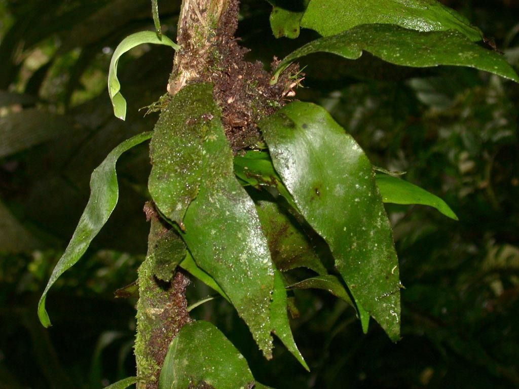 Anetium citrifolium other