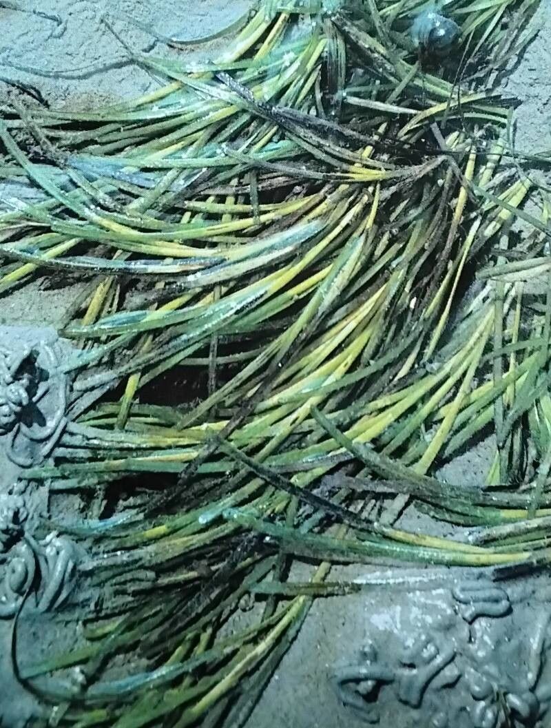 Zostera angustifolia