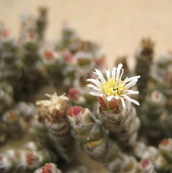 Mesembryanthemum marlothii flower