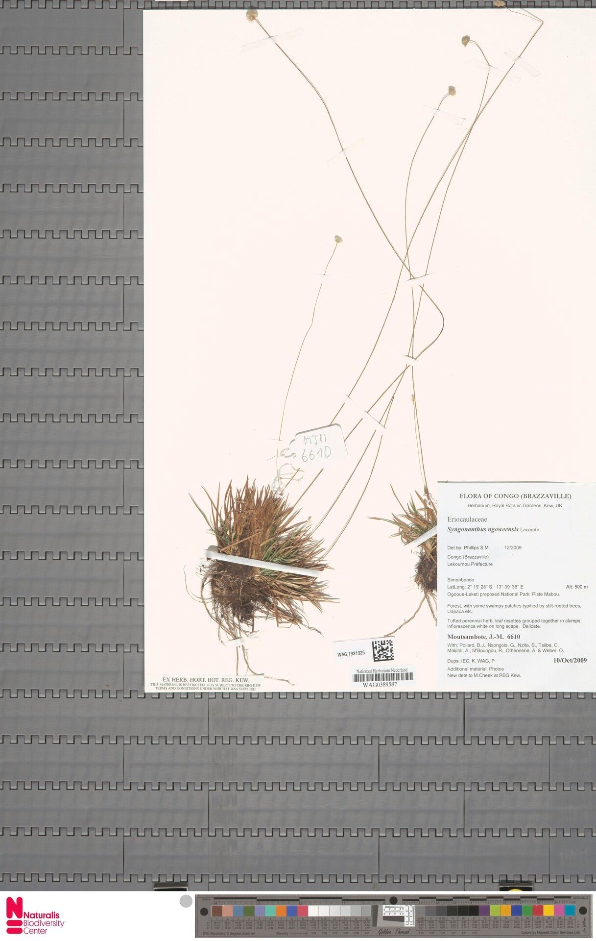 Syngonanthus ngoweensis — houseplant care guide