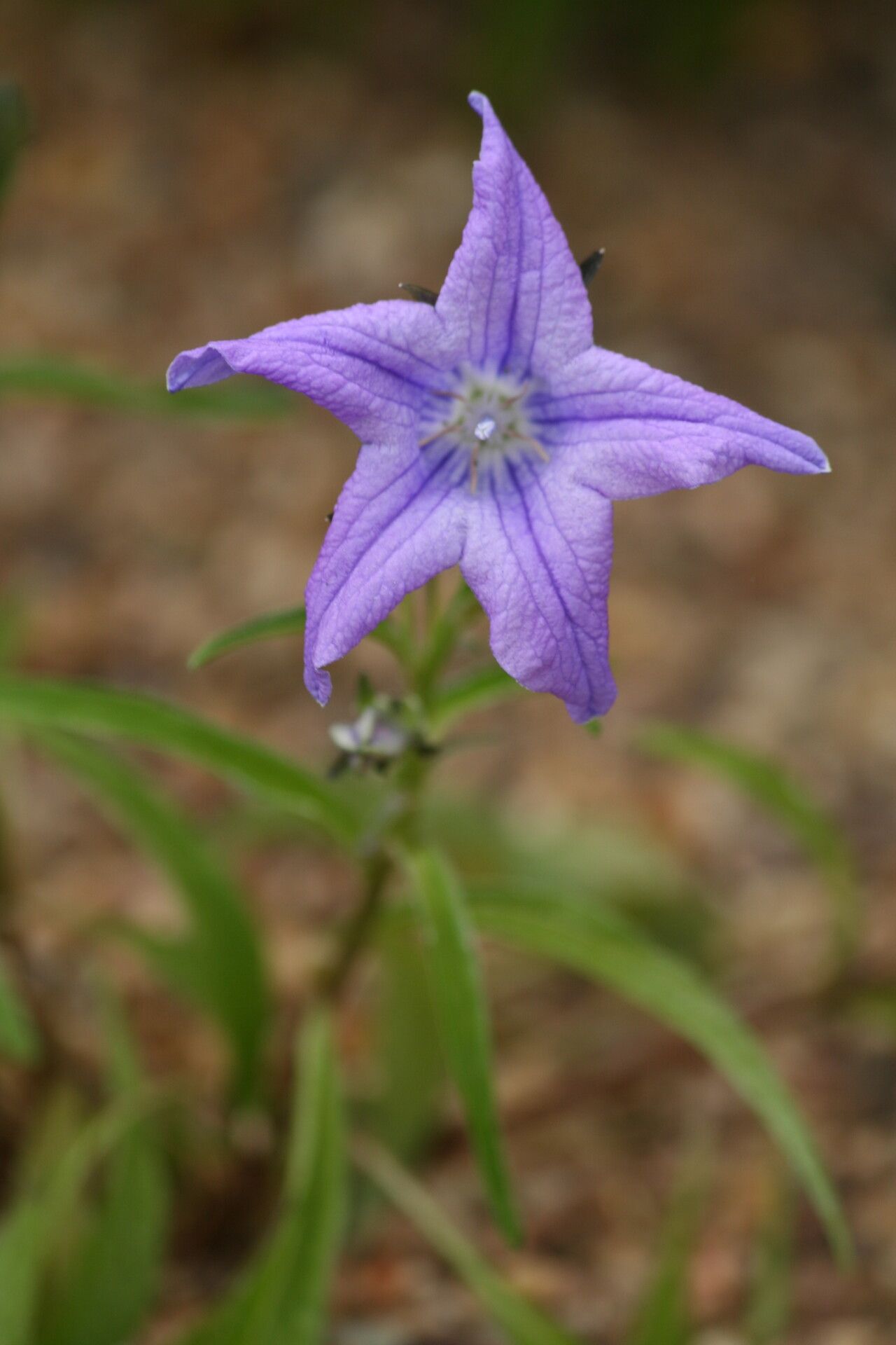 Campanula stevenii flower