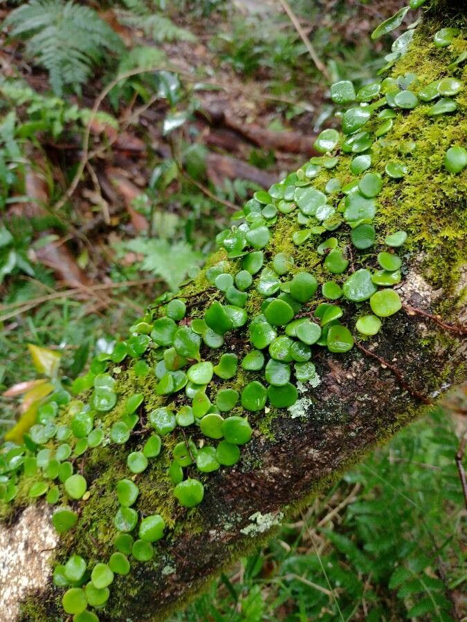 Pyrrosia rupestris habit