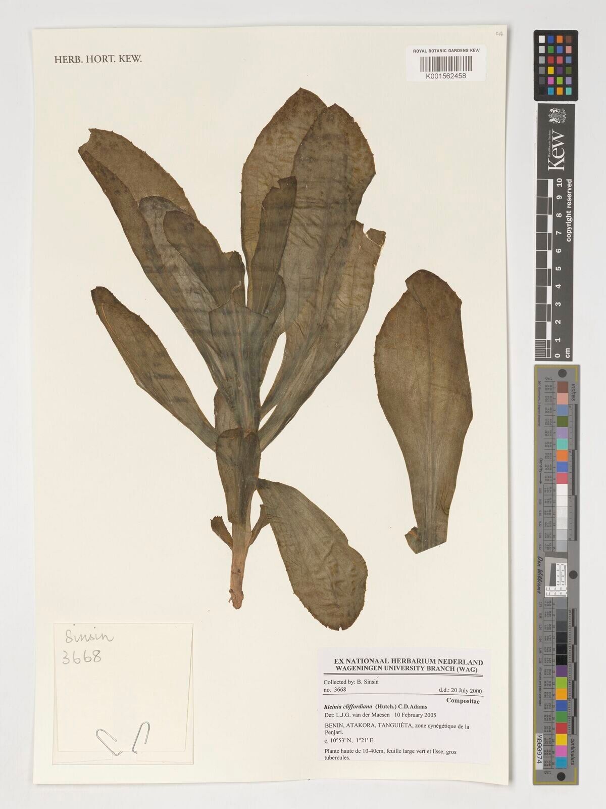 Kleinia cliffordiana — search result for 'Kleinia'