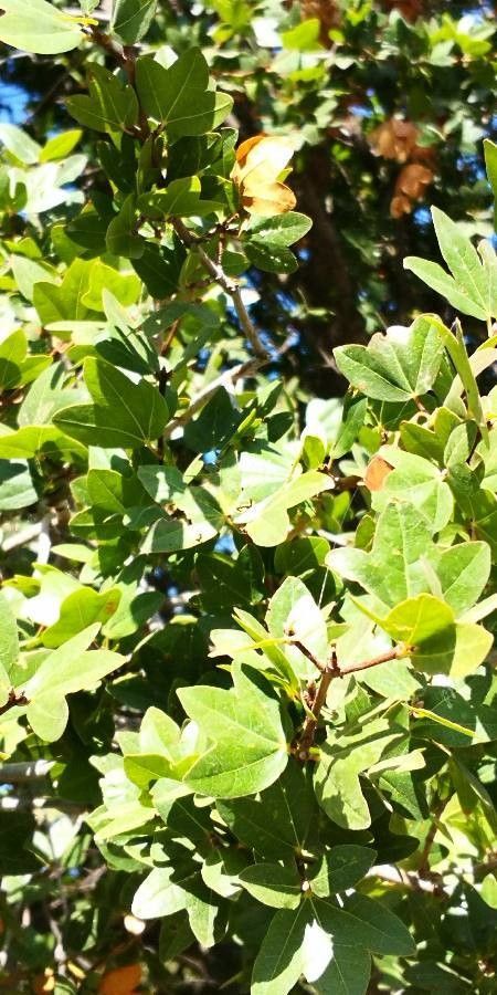 Acer sempervirens leaf