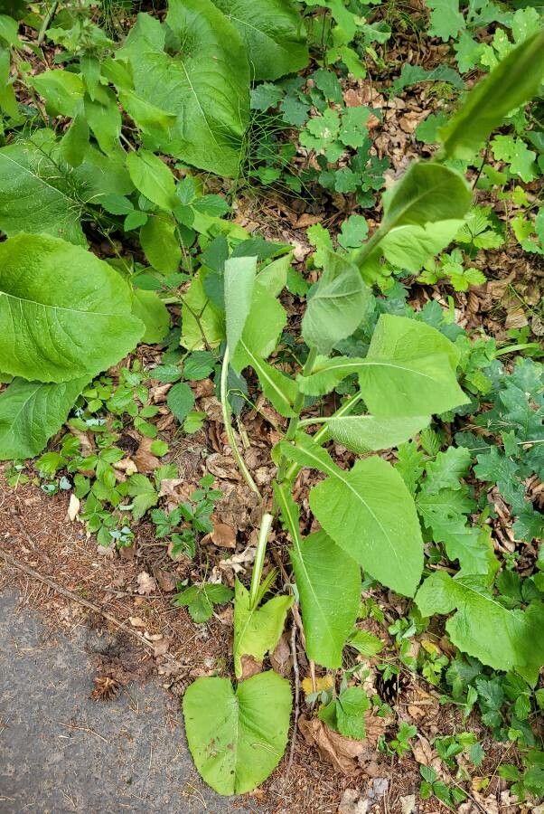 Lactuca macrophylla leaf