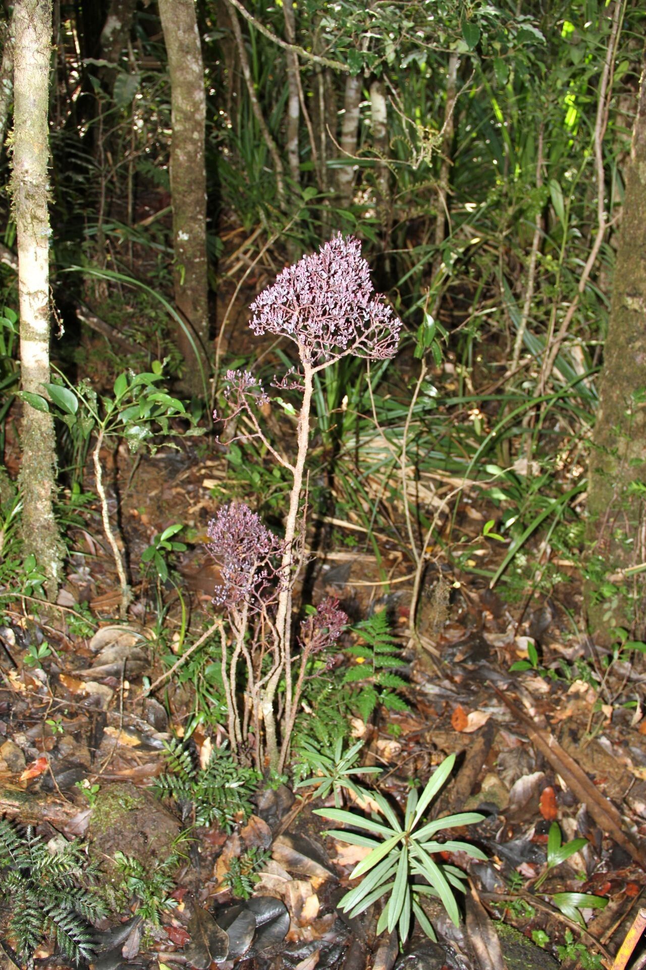 Parasitaxus usta habit