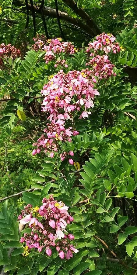 Cassia javanica flower