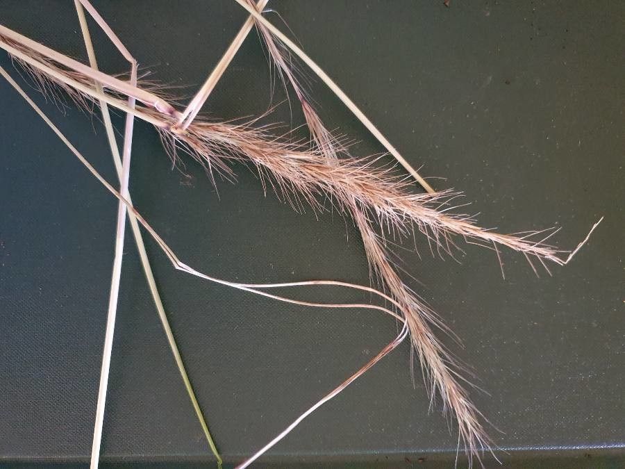 Aristida adoensis flower