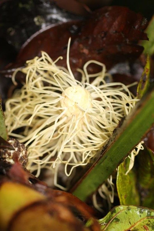 Asplundia brachyphylla flower
