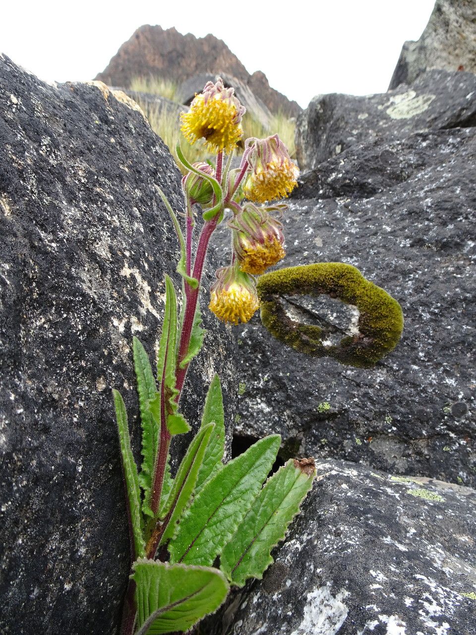 Senecio rhizomatus habit
