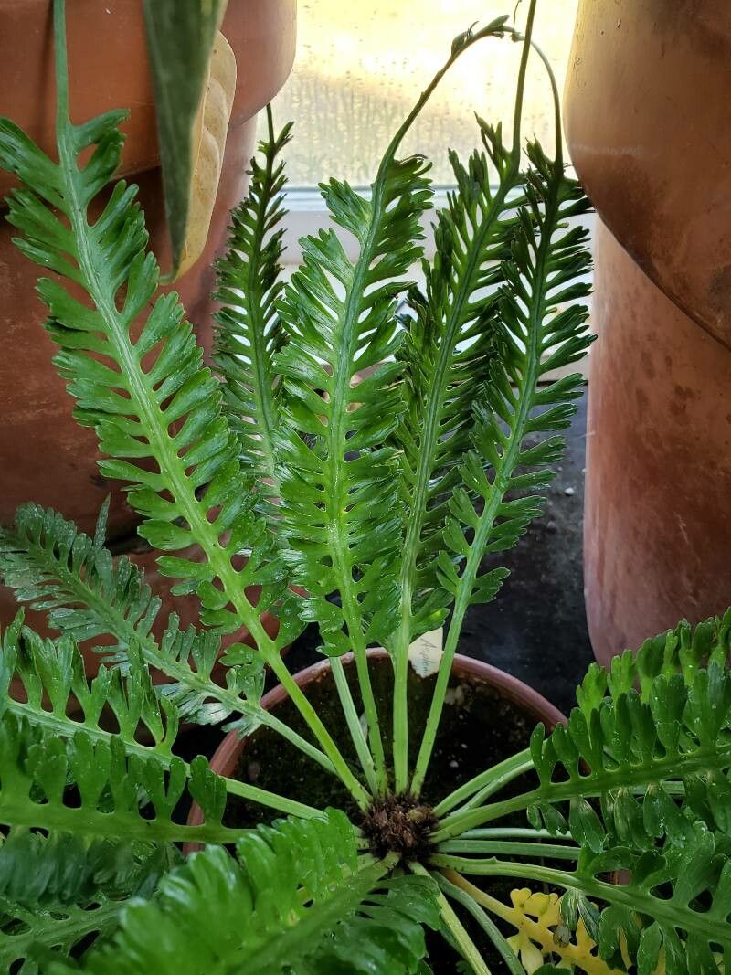 Asplenium prolongatum — houseplant care guide