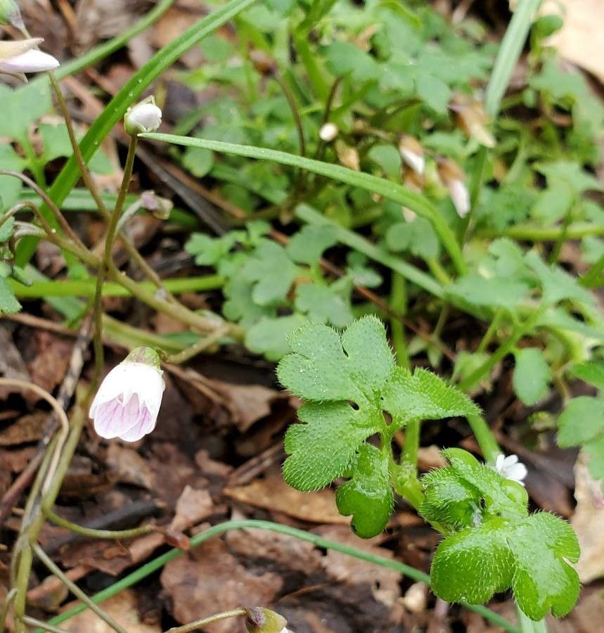 Nemophila aphylla flower