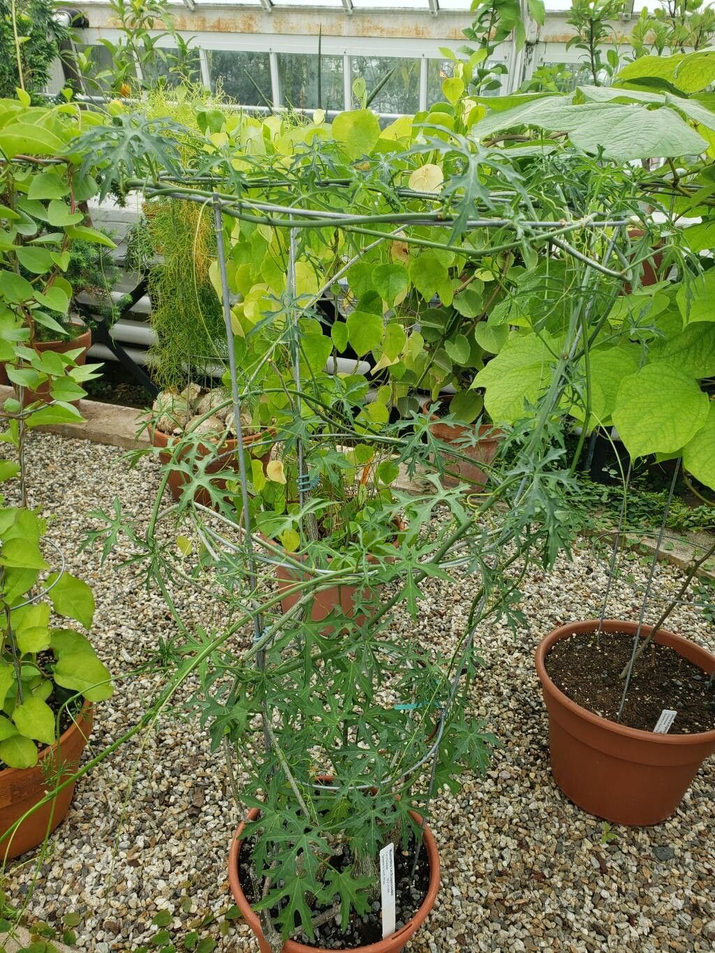 Momordica cardiospermoides habit