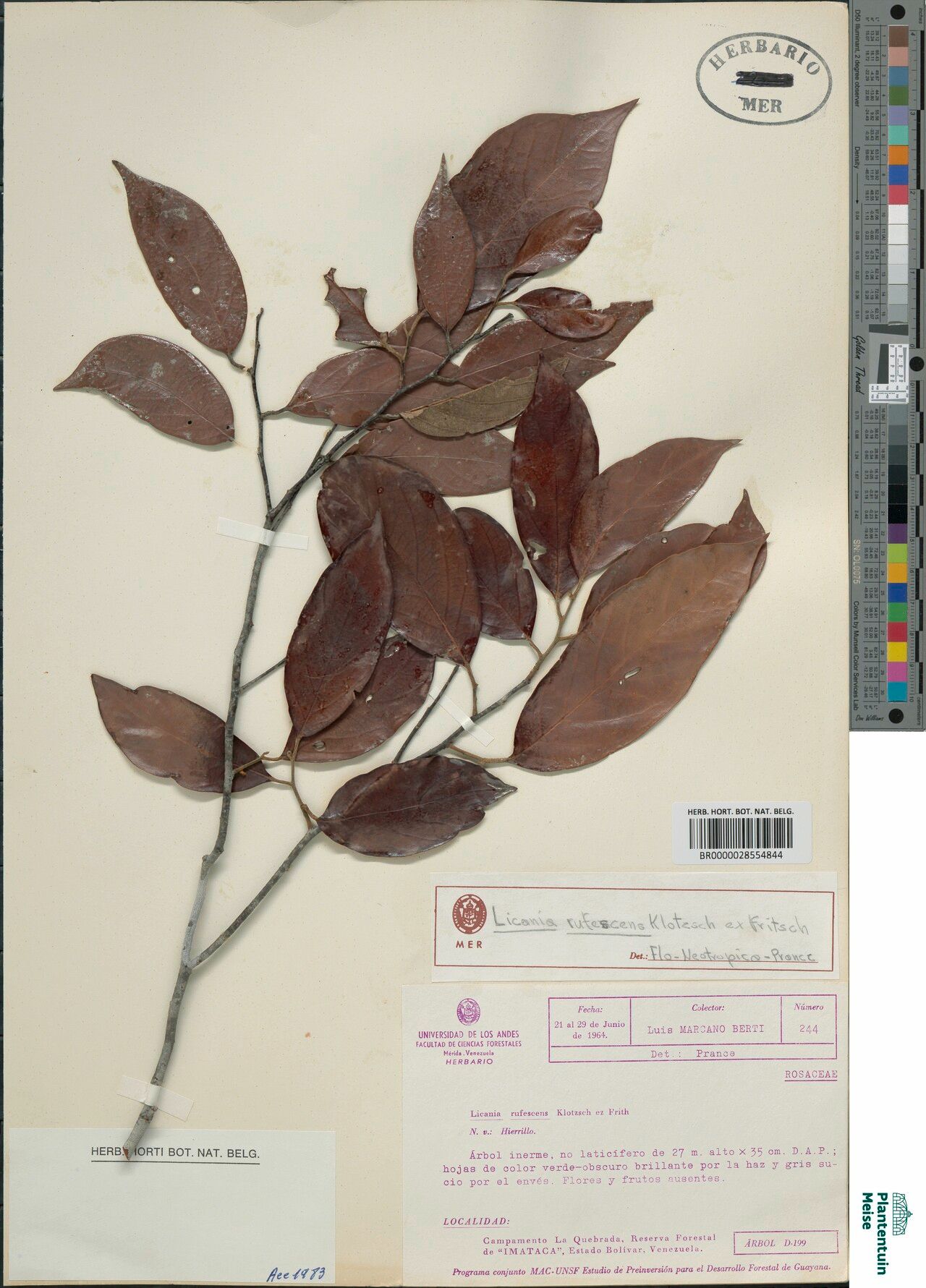 Licania rufescens leaf