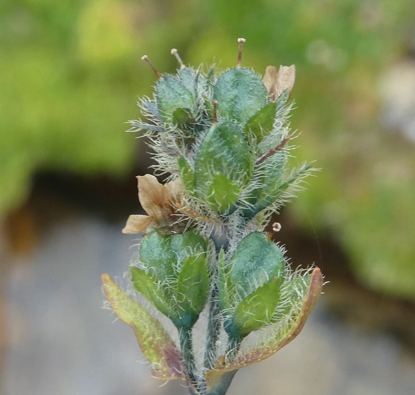 Veronica alpina fruit