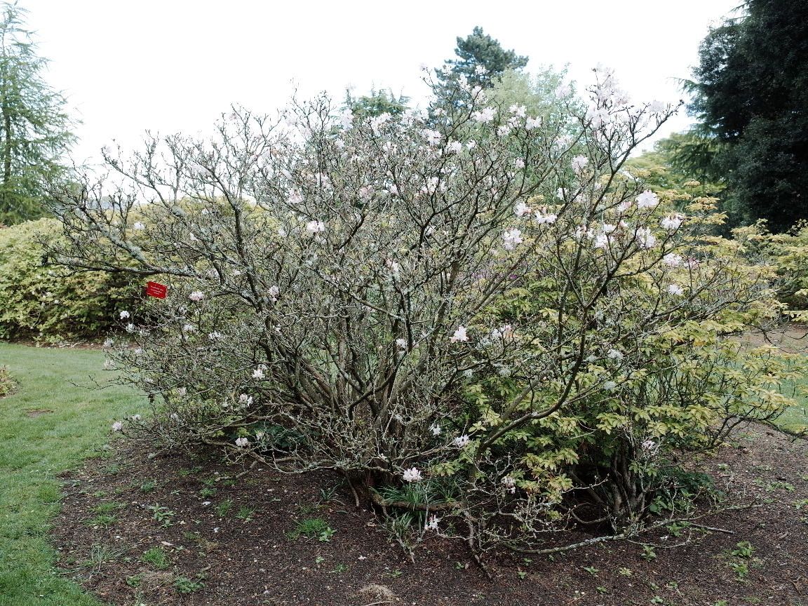 Rhododendron vaseyi habit
