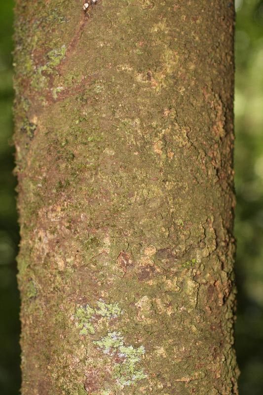 Ocotea cinerea bark
