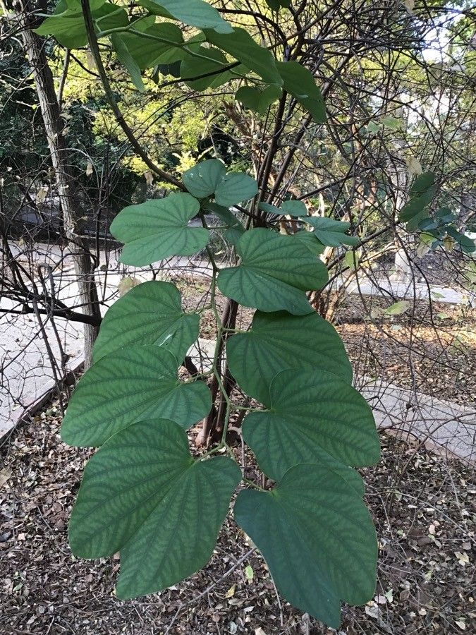 Bauhinia blakeana leaf