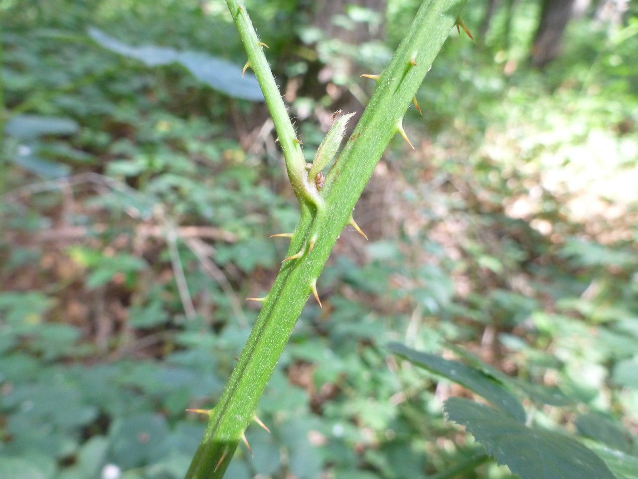 Rubus integribasis bark