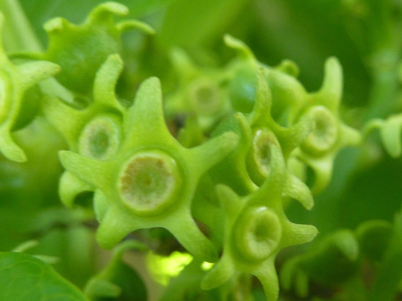 Cynanchum revoilii flower