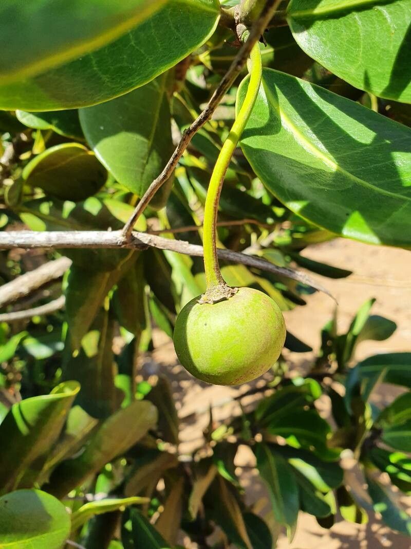 Garcinia anjouanensis fruit