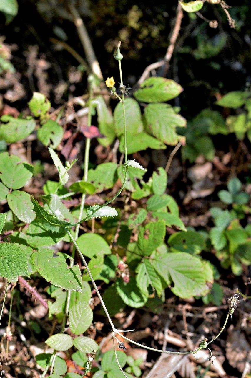 Hieracium rhomboidale habit