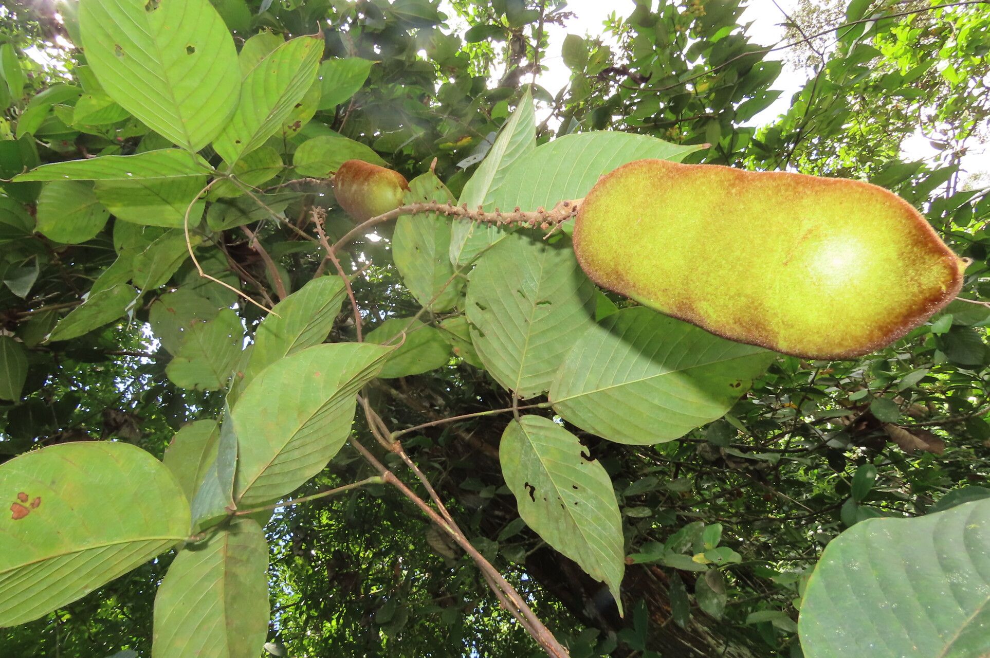 Dioclea malacocarpa — related species from the same genus