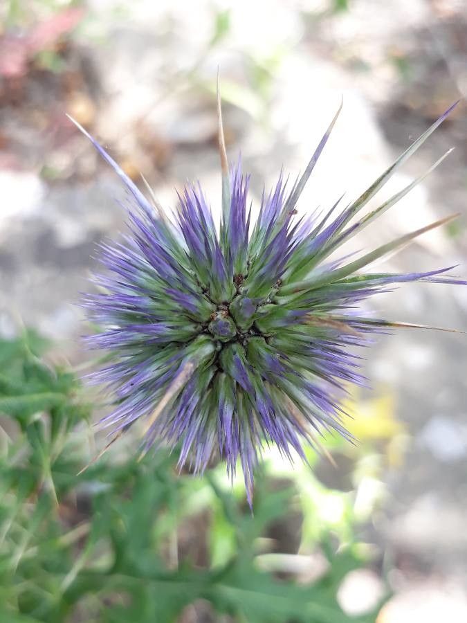 Echinops spinosissimus fruit