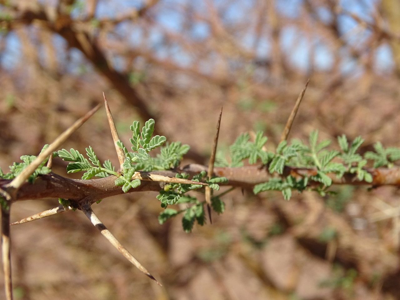 Acacia tortilis leaf