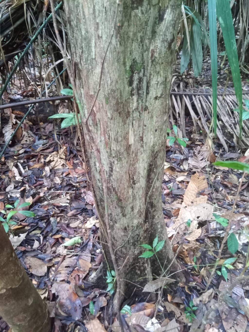Pouteria macrocarpa bark