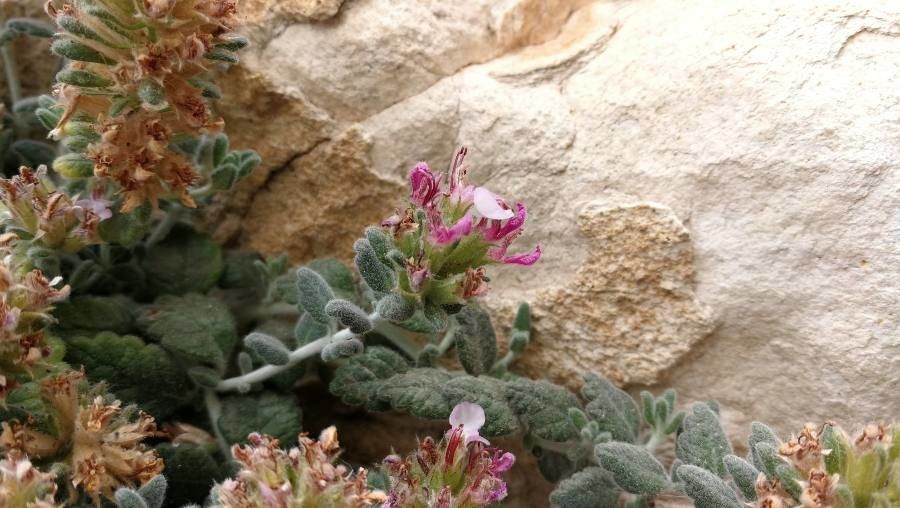 Teucrium buxifolium flower