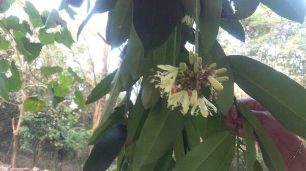 Quassia indica — related species from the same genus