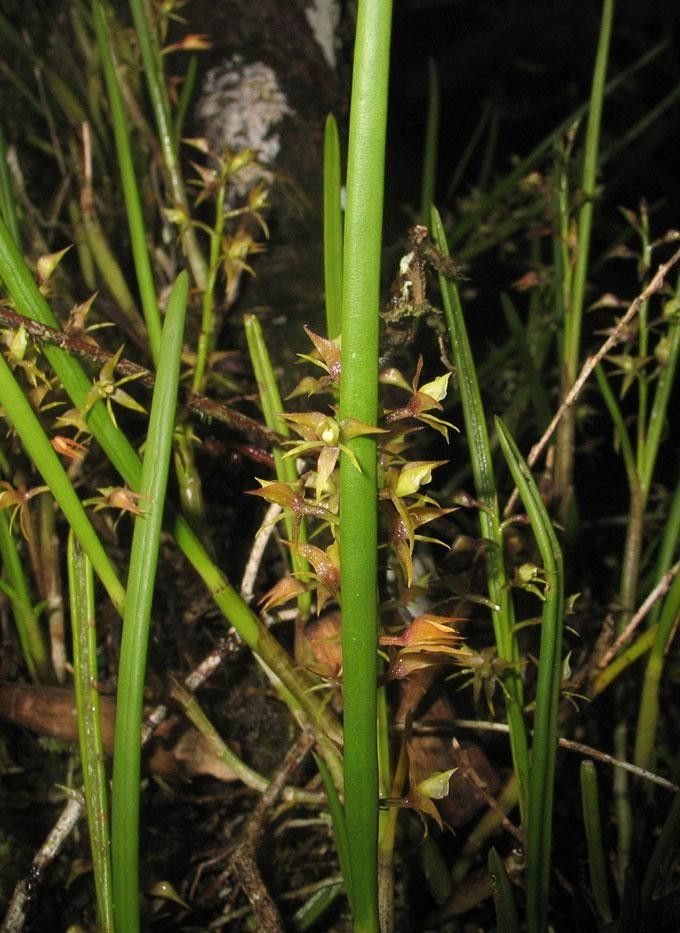 Epidendrum stangeanum — houseplant care guide