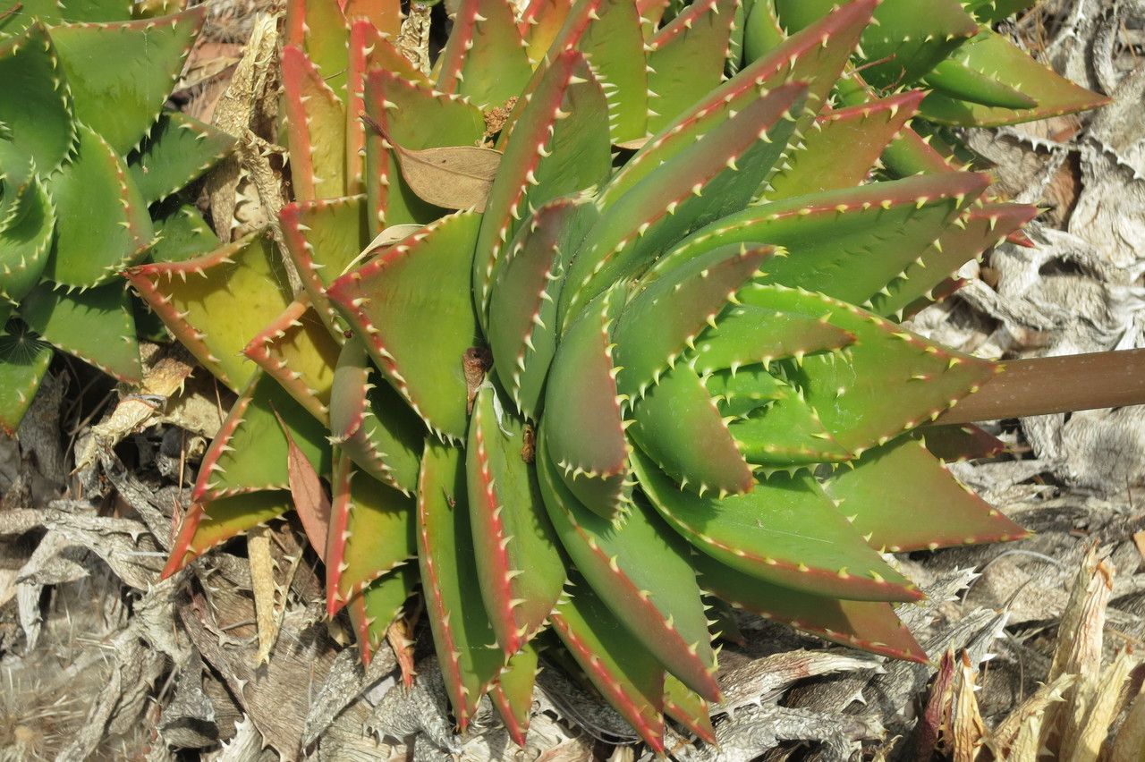 Aloe mitriformis habit